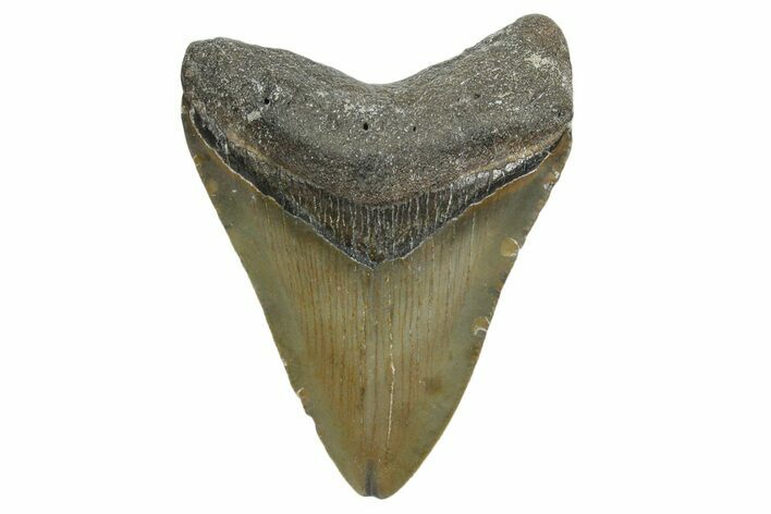 Juvenile Megalodon Tooth - North Carolina #348311
